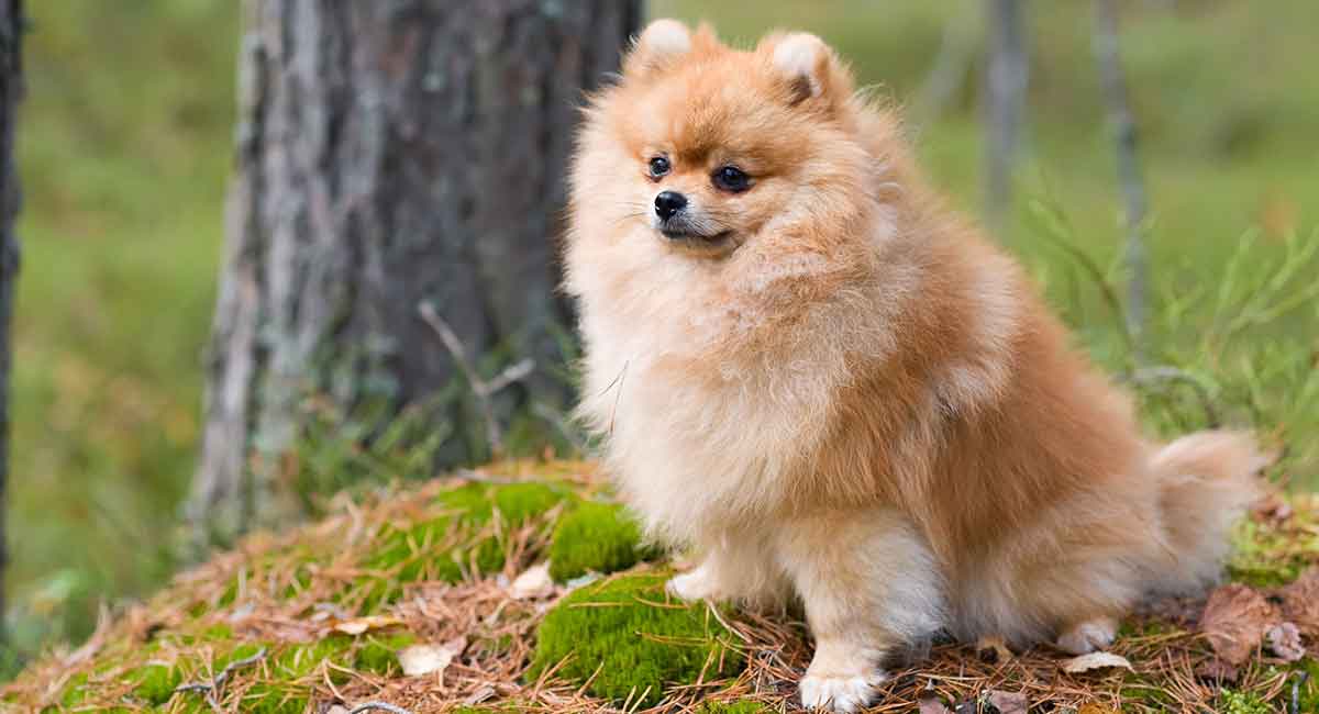 pomeranian age span