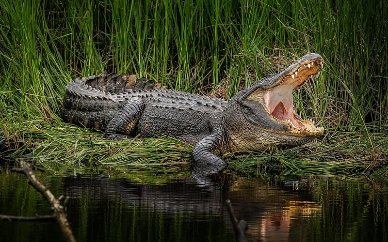 crocodile images hd
