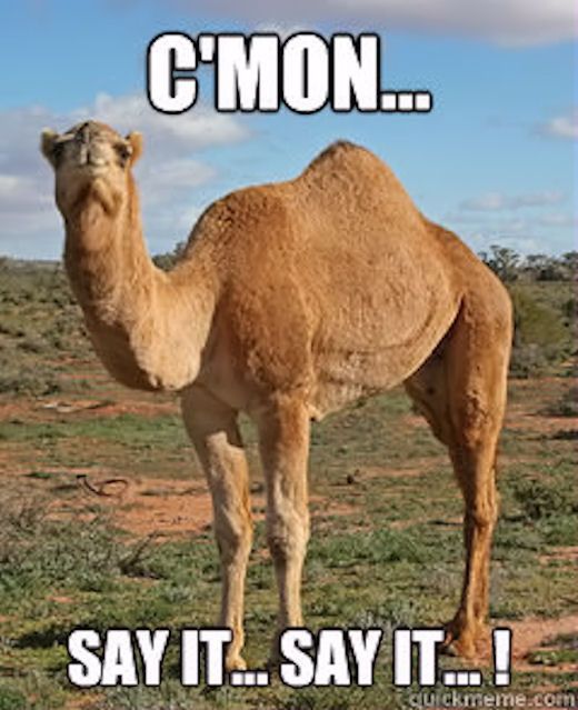 hump day camel meme