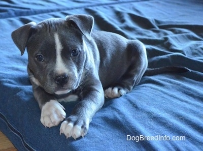 pitbull bully blue