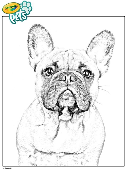 french bulldog coloring sheets