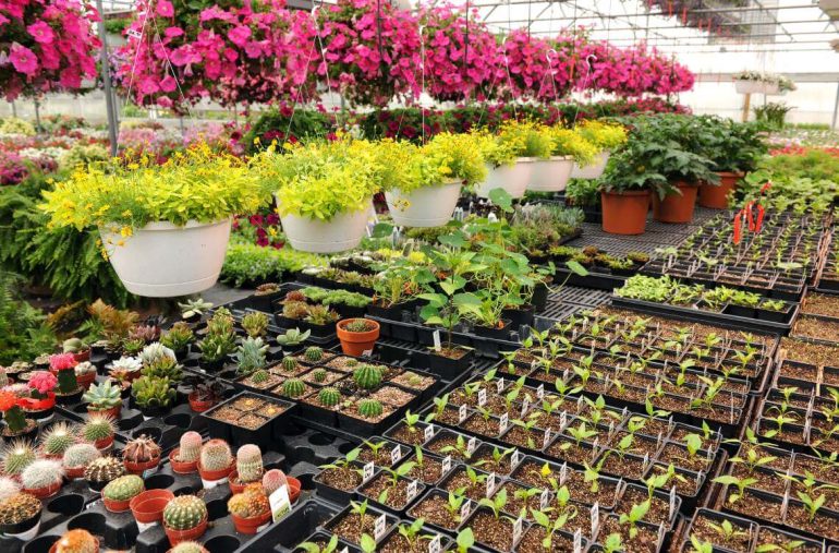 plant nurseries near me