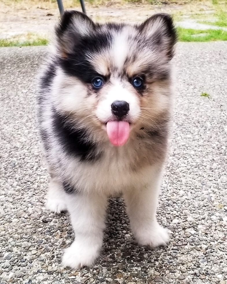 pomsky puppies for sale near me