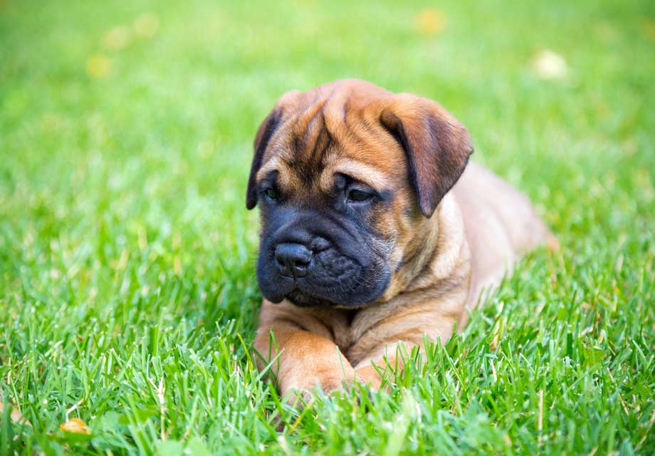 bullmastiff for sale