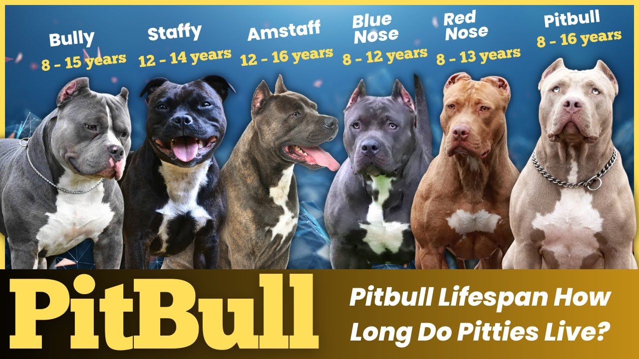 pitbull dog lifespan