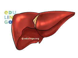 liver in spanish translation