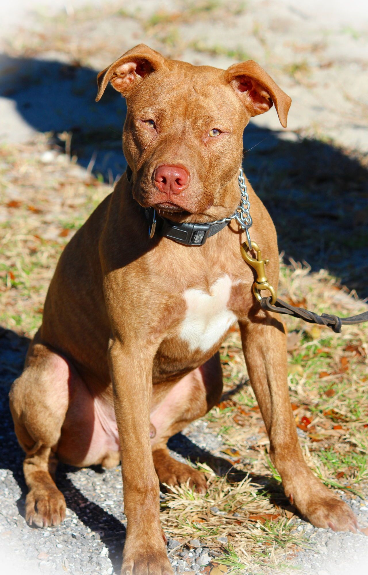 red nose pitbull dog