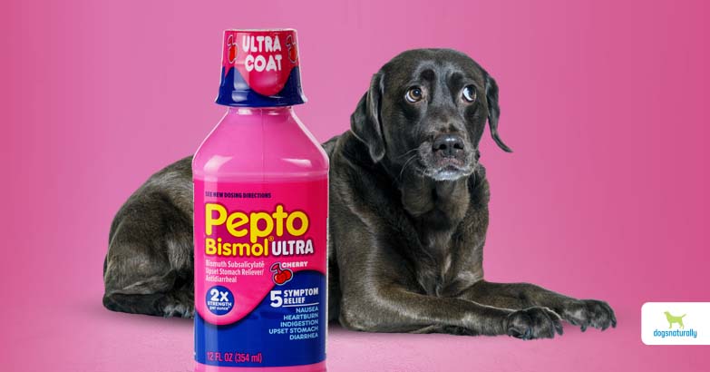 can i give my dog pepto bismol for upset stomach
