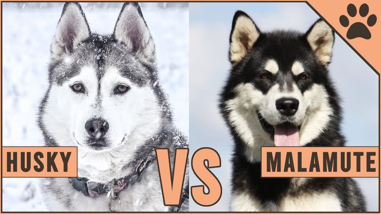 alaskan husky vs alaskan malamute