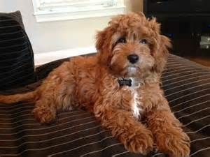 adult cavapoo for sale