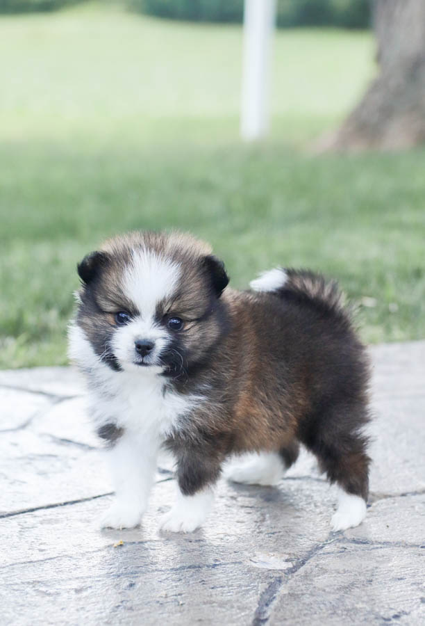 pomeranian puppies forsale