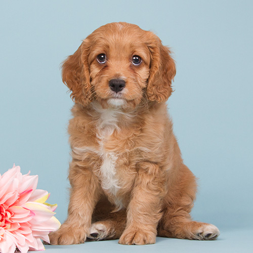 cavapoo for sale phoenix