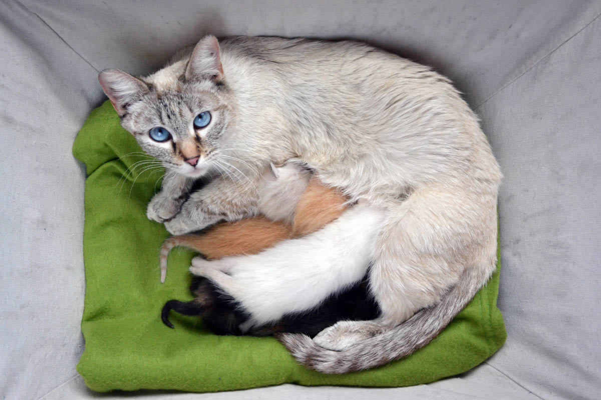 lynx point siamese cat price