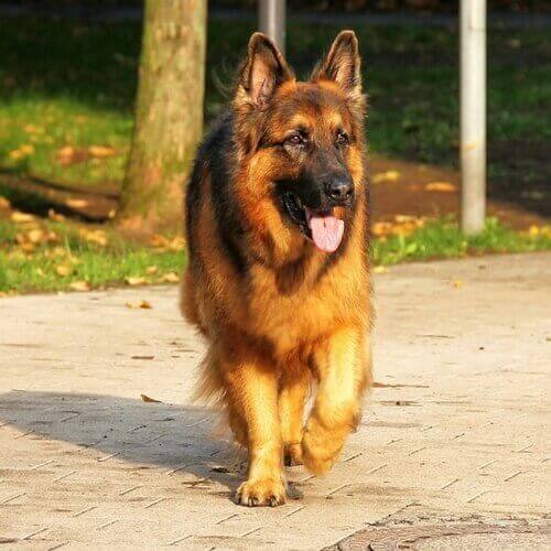 german shepherd images