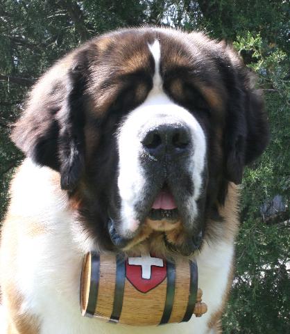 st bernard with a barrel