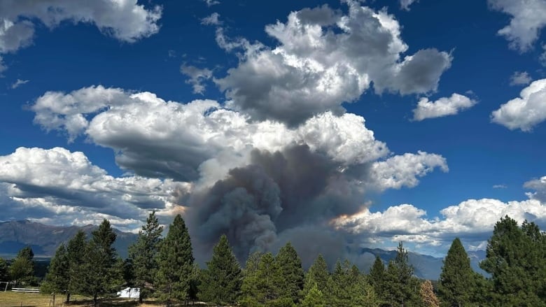 cranbrook forest fires