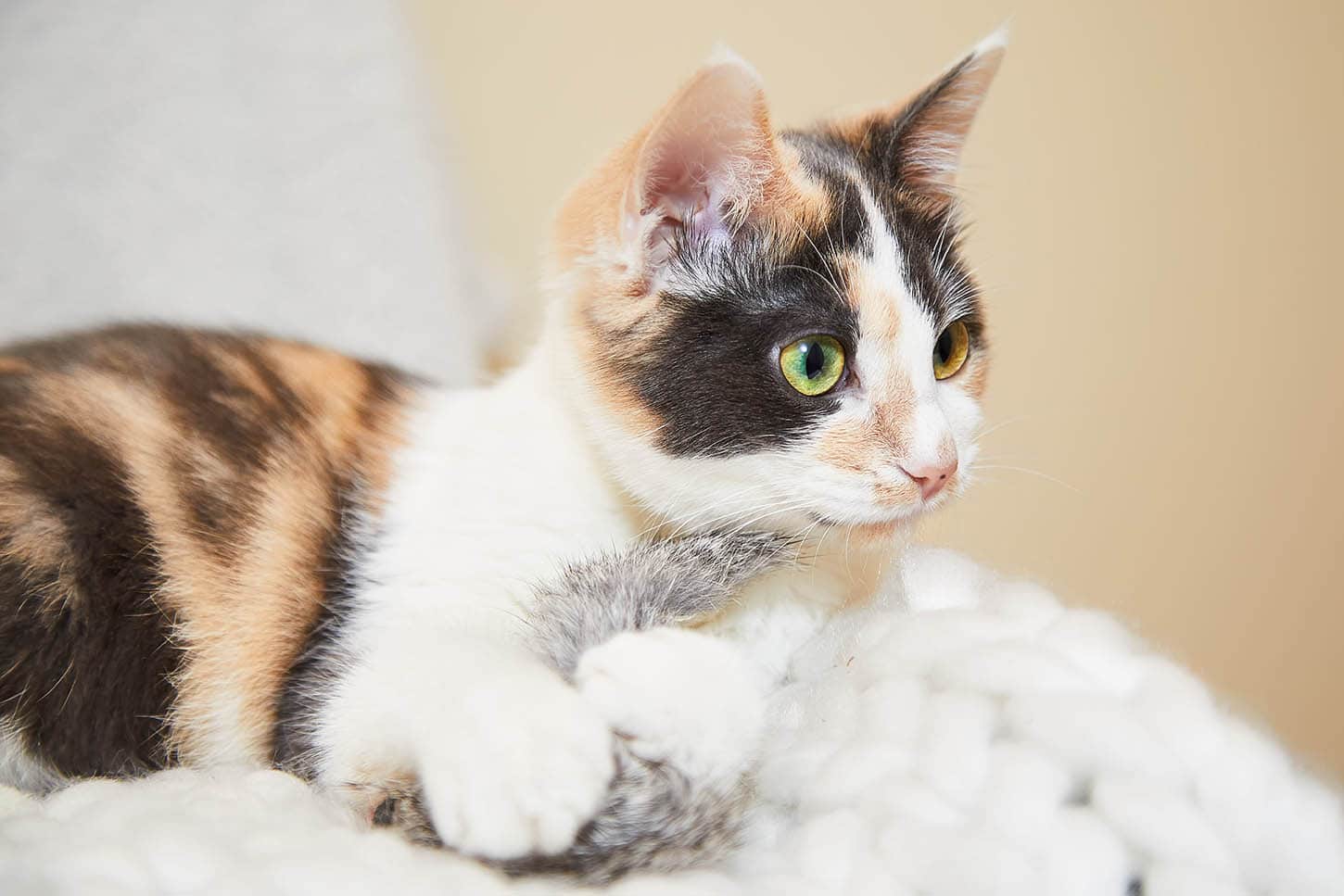 muted calico cat