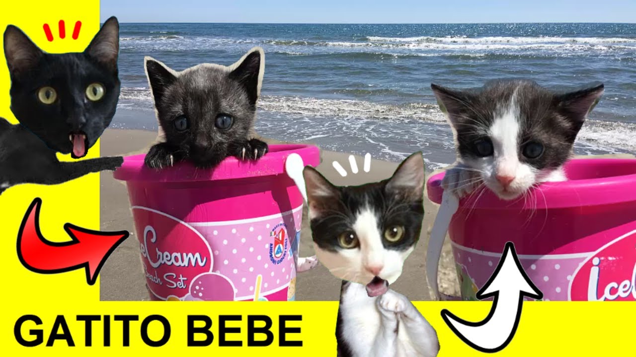 videos gatos bebes graciosos