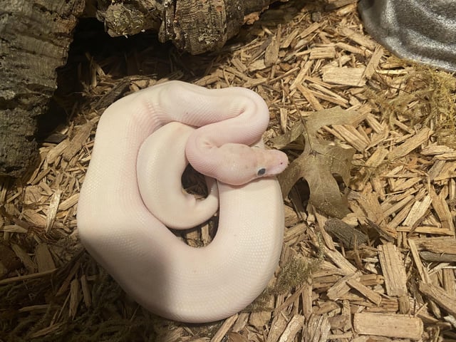 cypress mulch ball python