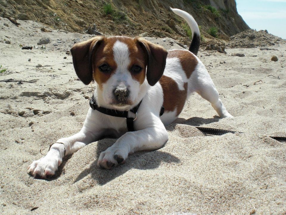 jack russell beagle mix