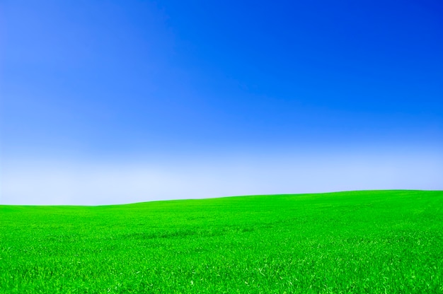 blue sky green grass background