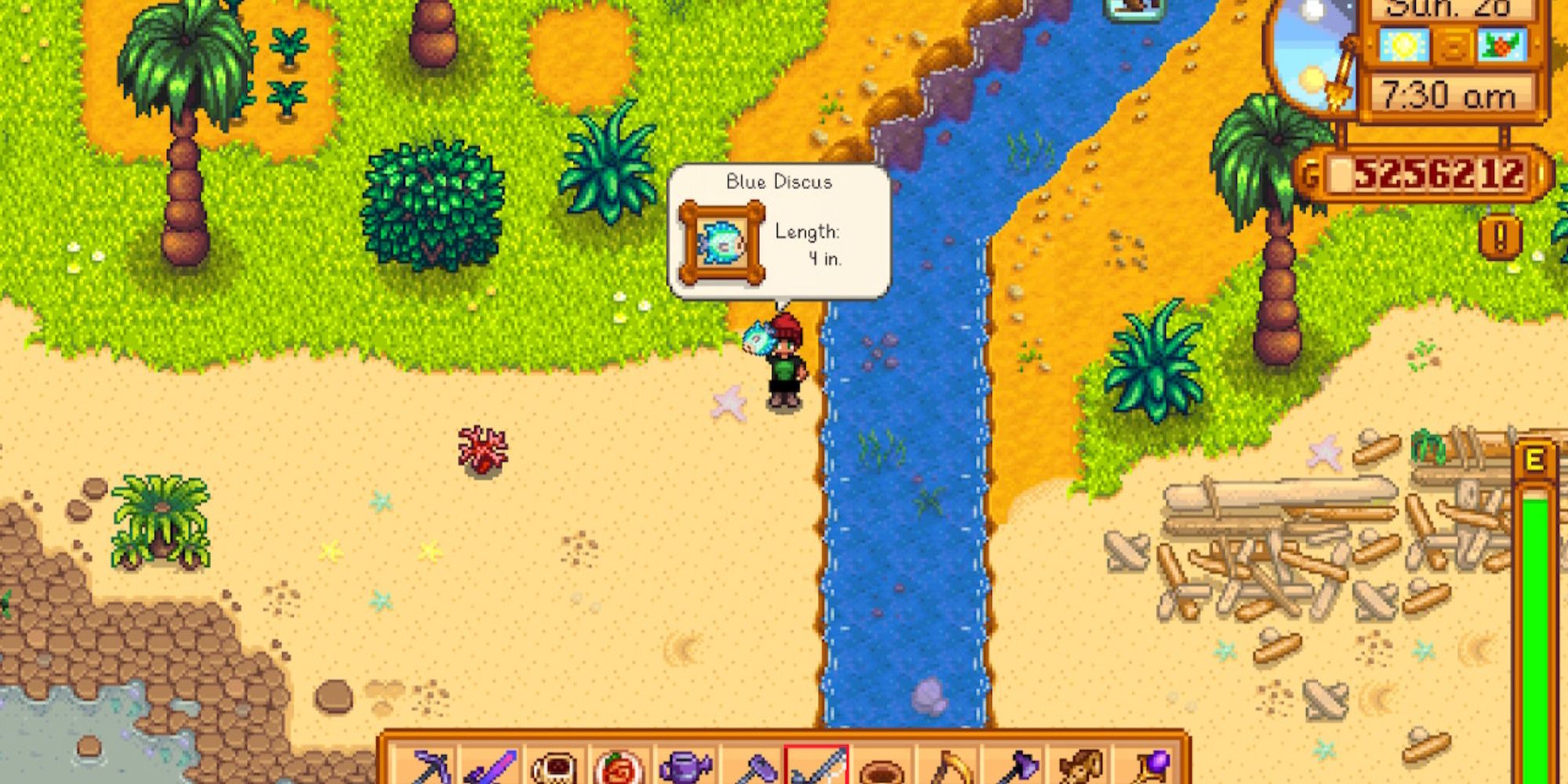 blue discus stardew