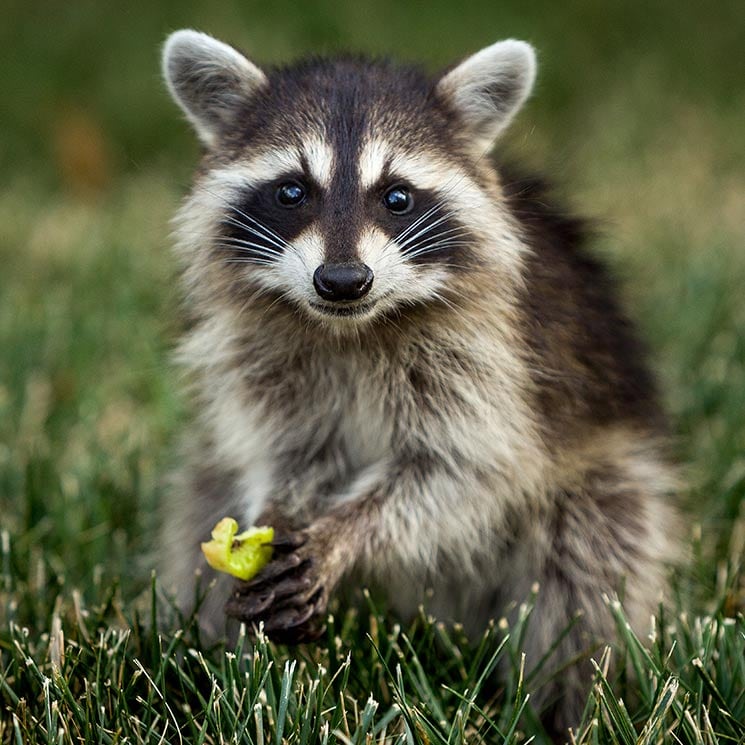 imagenes de mapaches tiernos