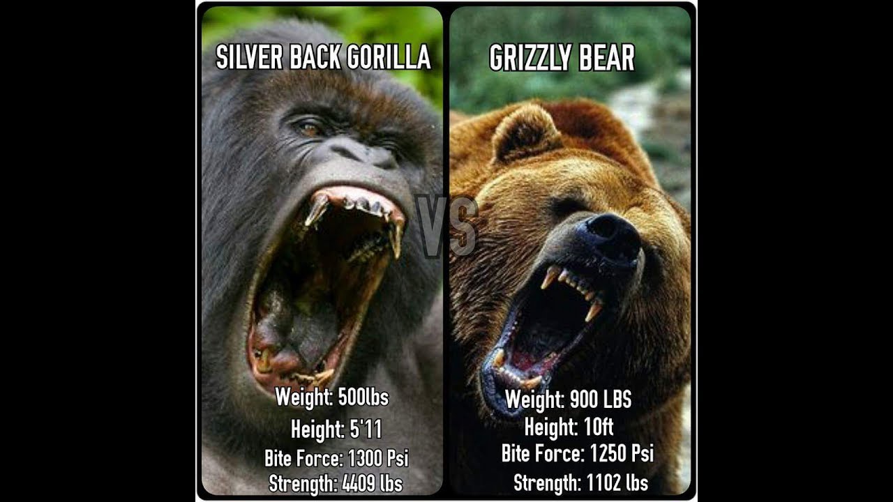 kodiak bear vs silverback gorilla