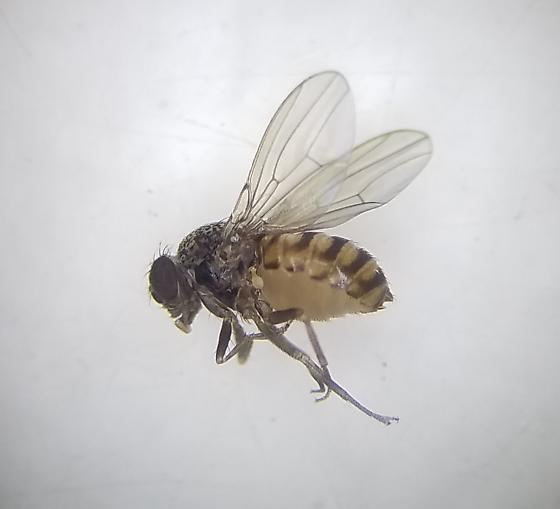 flies in guinea pig cage