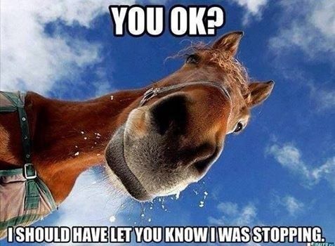 horse memes