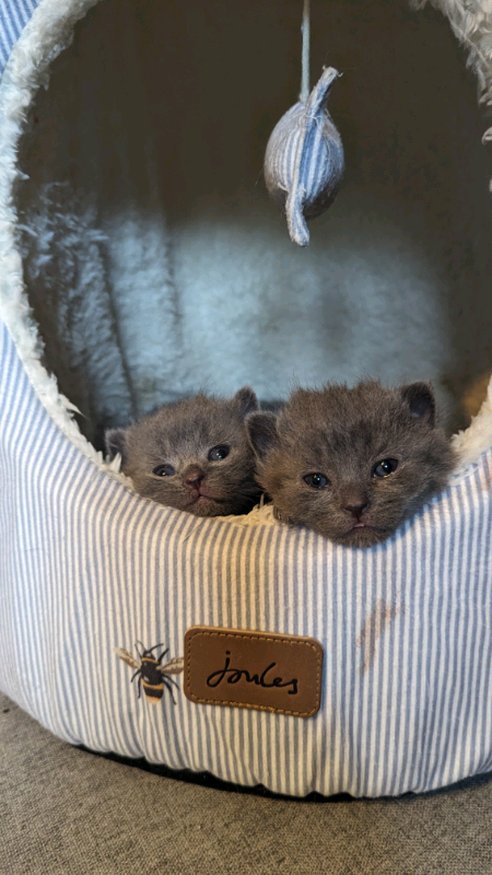 kittens for sale witney