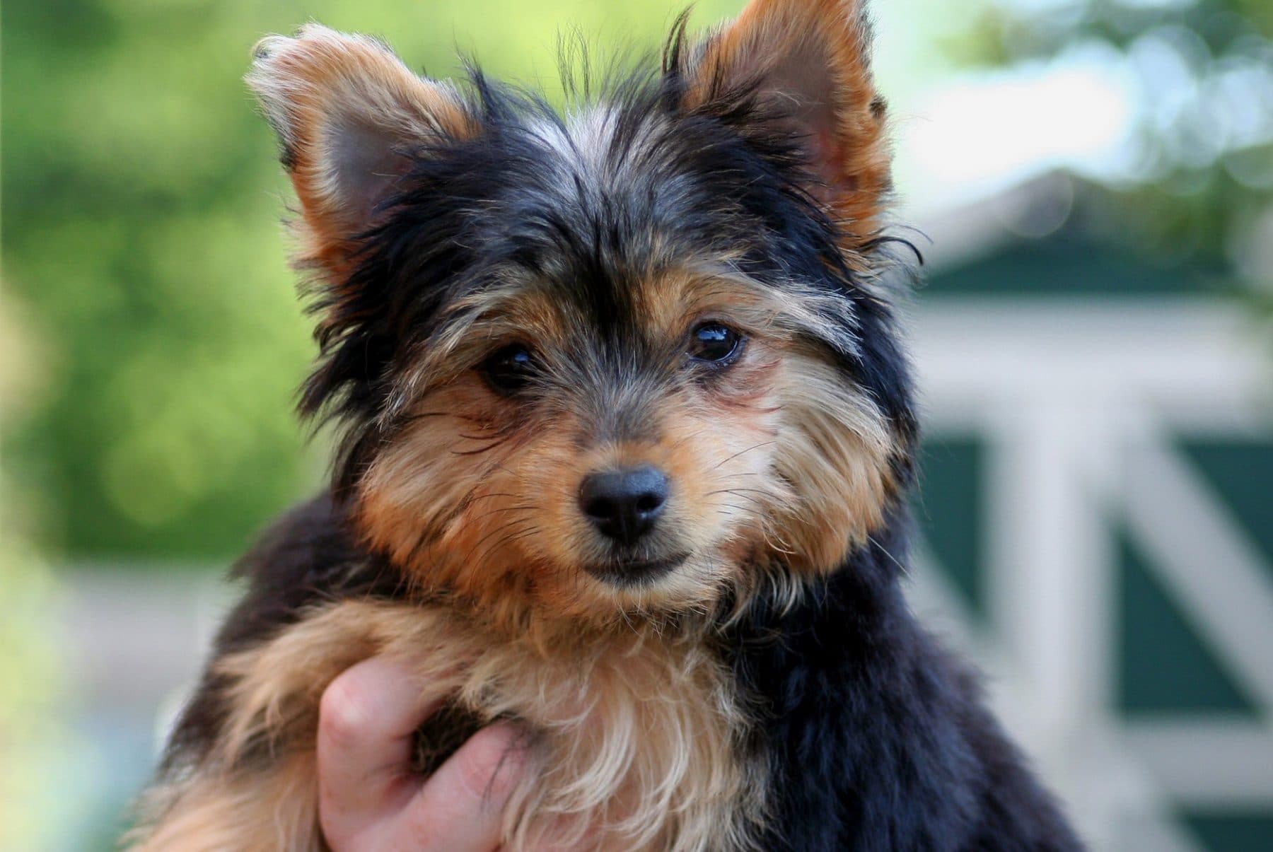 chihuahua cross with yorkshire terrier