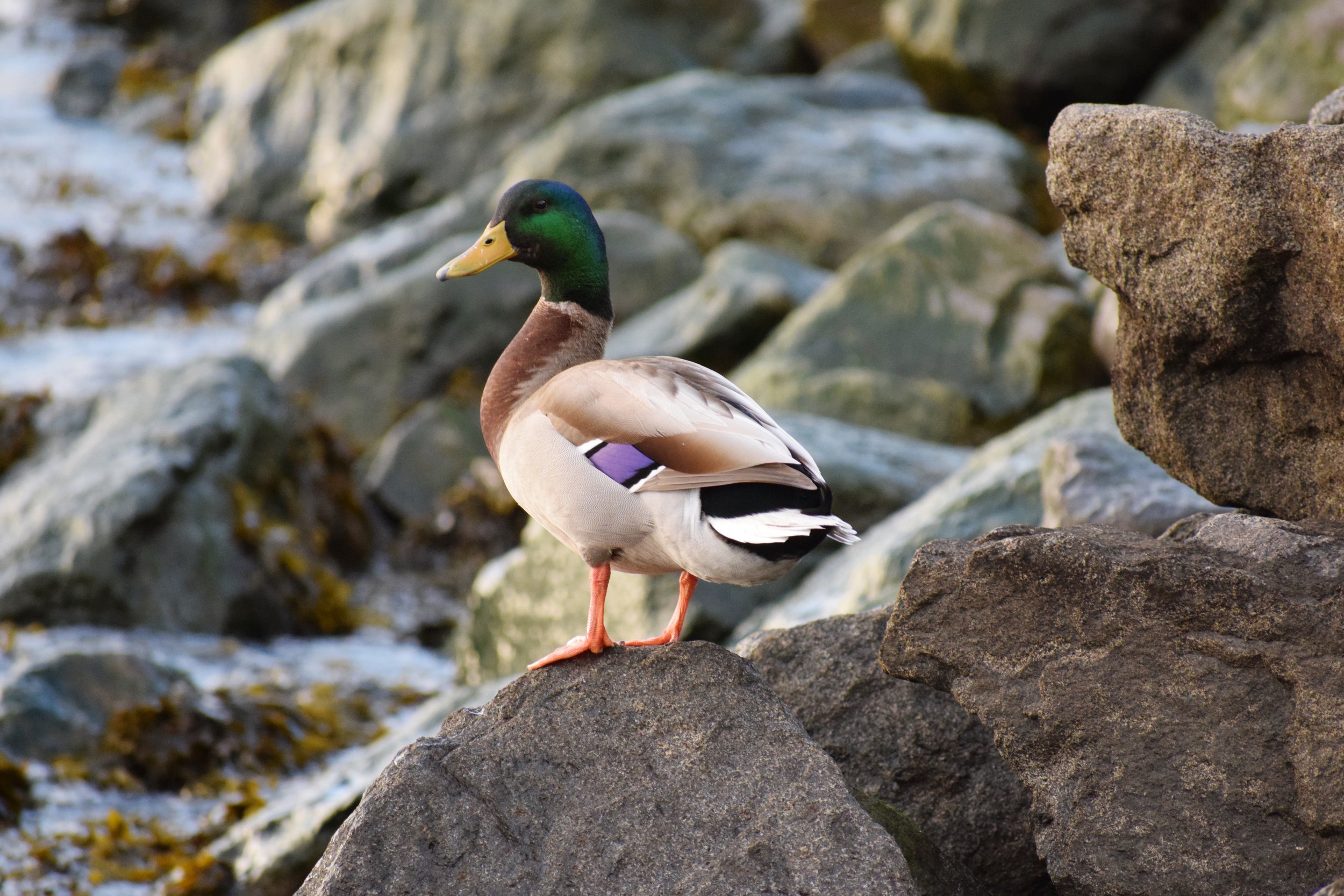 male duck crossword clue