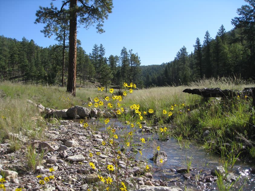 cibola national forest