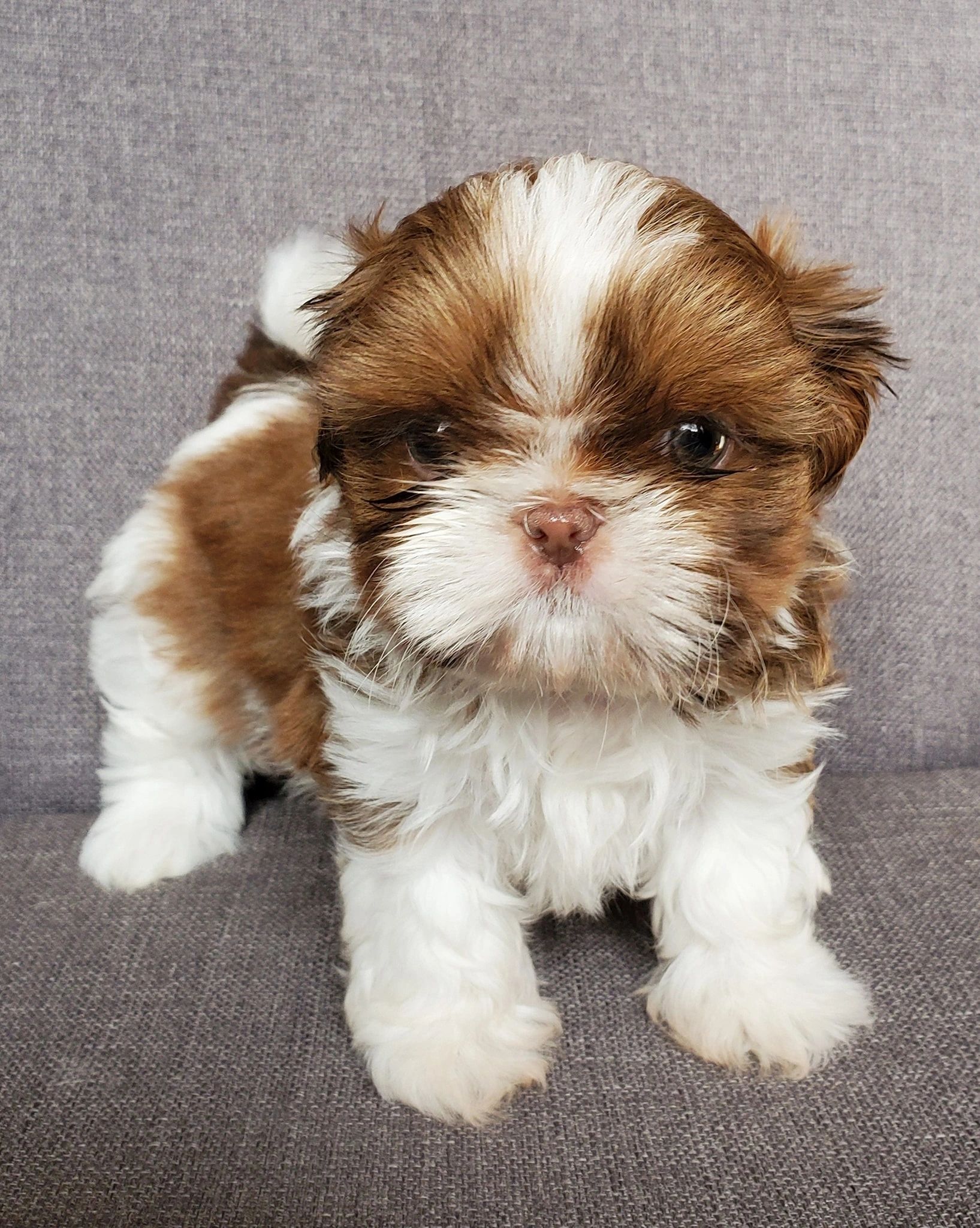 teacup shih tzu puppies