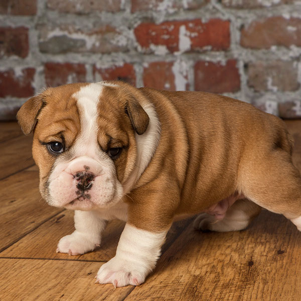 bulldog breeds for sale