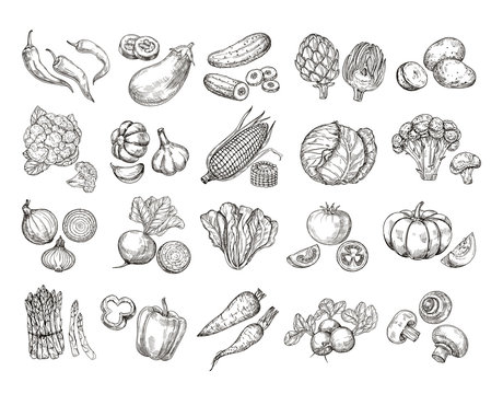 vegetable sketch images