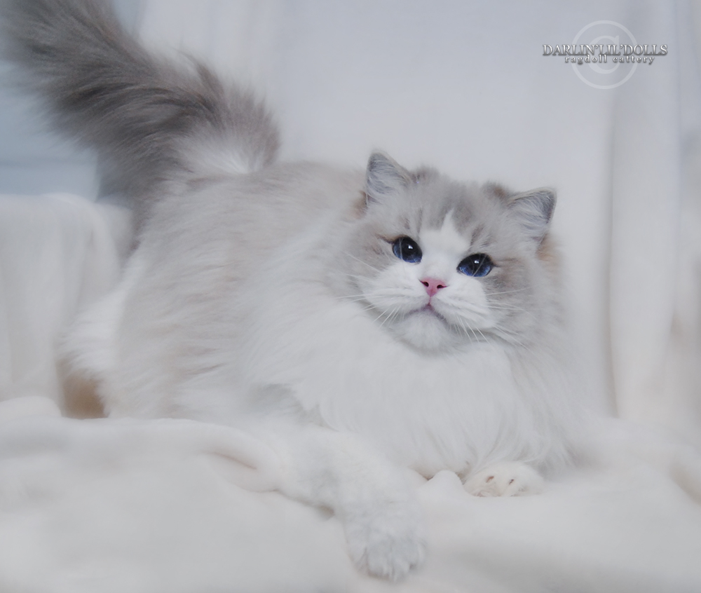 ragdoll kittens for sale ottawa