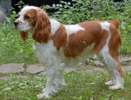 cavalier king charles spaniel cross cocker spaniel