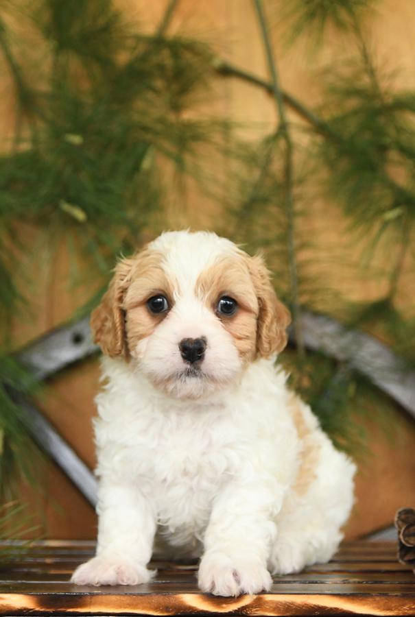 cavachon breeders near me