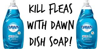 dawn dishwashing soap for fleas