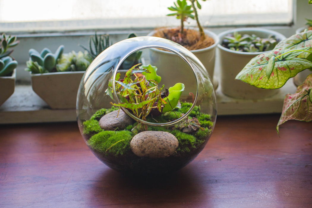 carnivorous plant terrarium