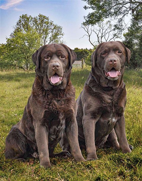 labrador puppies for sale in uk