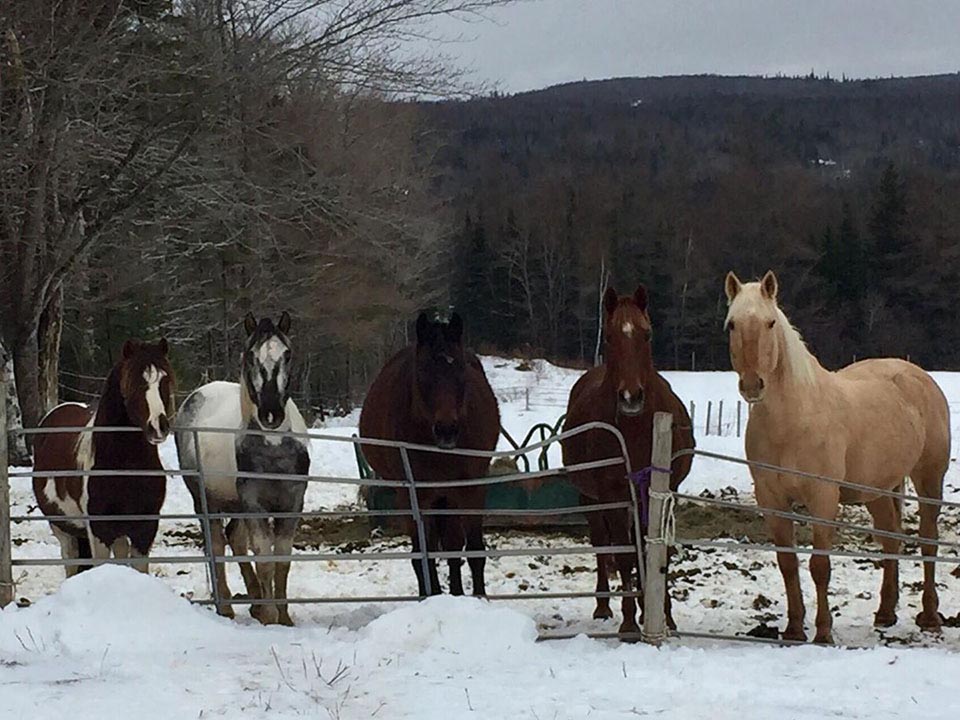 horse boarding nova scotia