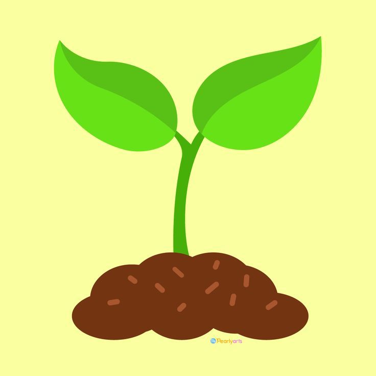 seedling clipart