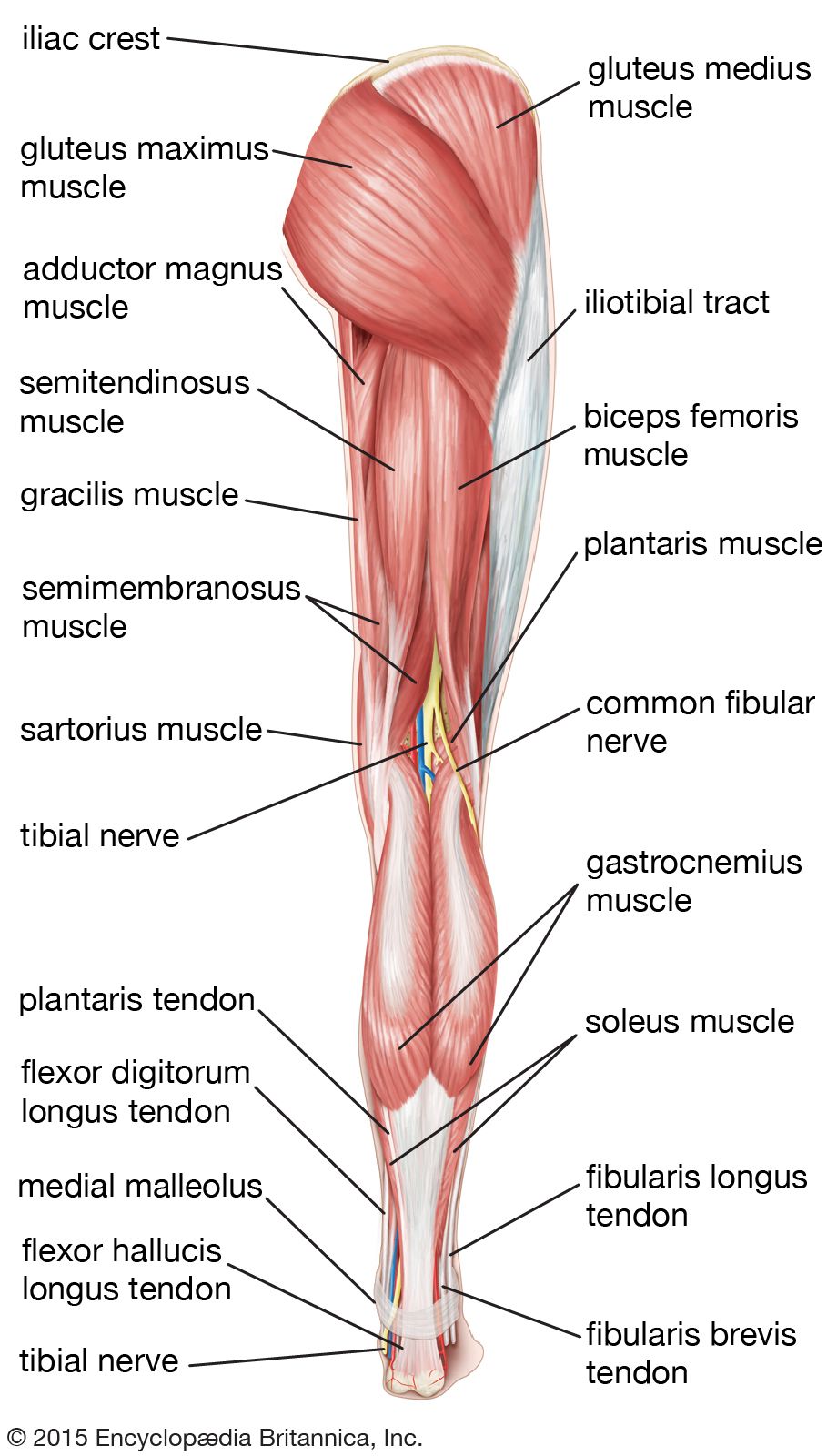 legs anatomy