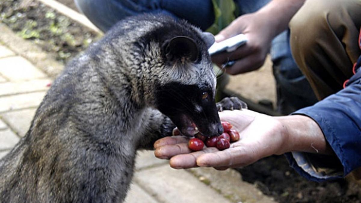 musang bulan