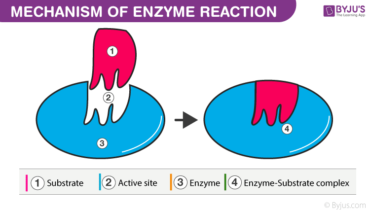 enzymes byjus