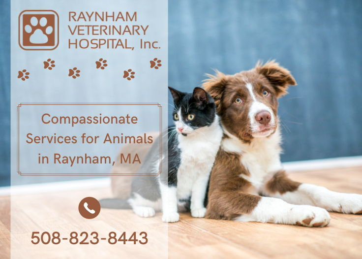 raynham veterinary hospital