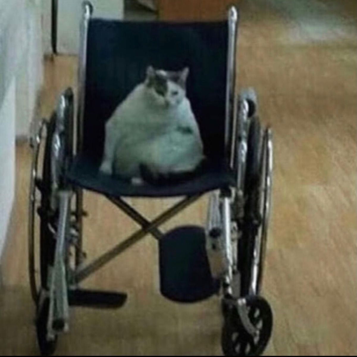 cat in wheelchair meme